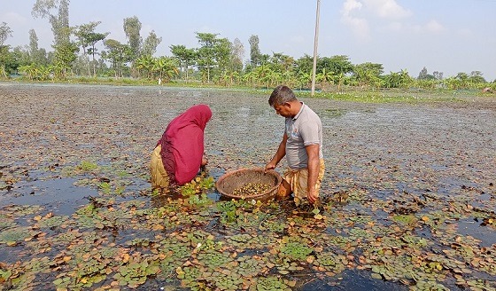 পীরগঞ্জে কৃষকের পকেট ভারী করছে পানি ফল