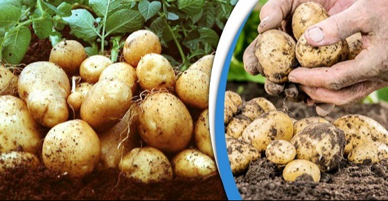 আগাম ও বিএডিসি’র বীজআলু চাষে ব্যস্ত চাষিরা
