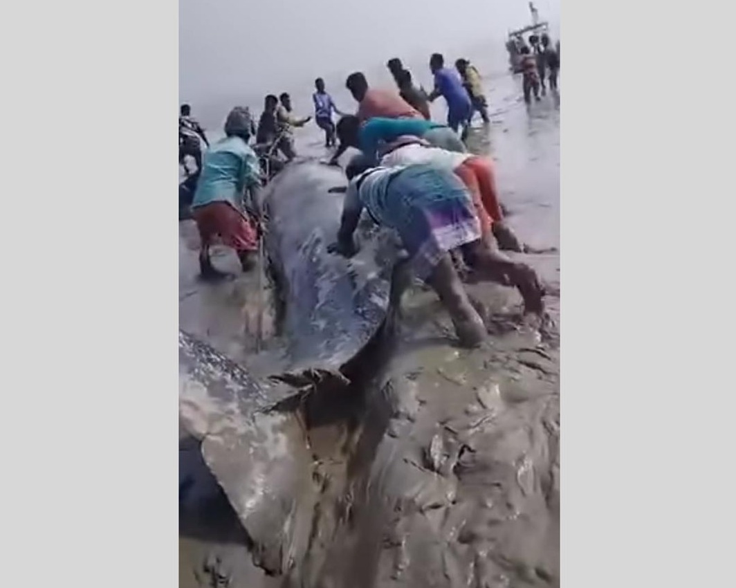 হাতিয়ার মেঘনায় দেখা মিলল বিশাল আকৃতির তিমি মাছ