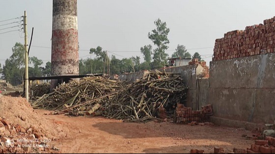 কালিহাতীতে ইটভাটায় পুড়ছে বনের কাঠ