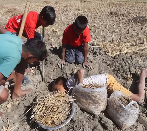 ইঁদুরের গর্তের ধান সংগ্রহে মেতে উঠেছেন শিশু-কিশোররা