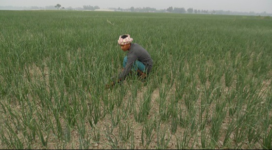 সুজানগরের পেঁয়াজের বাম্পার ফলনের সম্ভাবনা