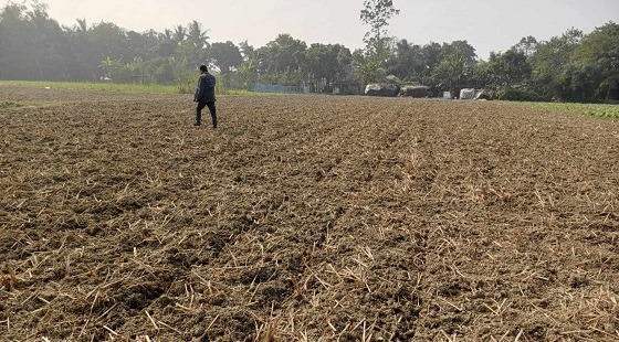 দৌলতপুরে পাওয়ার টিলার দিয়ে জমির ফসল নষ্ট করার অভিযোগ