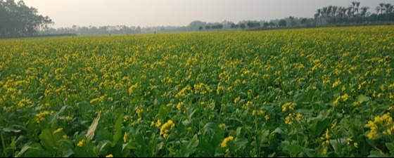 তালায় সরিষা খেতে সবুজের বুকে হলুদের সমারোহ