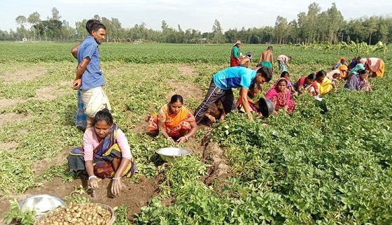 কাহারোলে আলুর বাম্পার ফলন