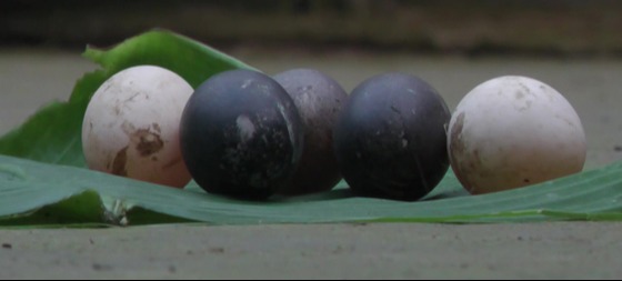 আবারো নাগেশ্বরীতে মিললো পাতি হাঁসের কালো ডিম