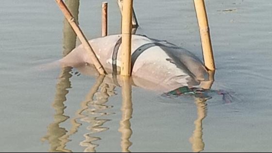 নিখোঁজের তিন দিন পর তিতাসে ভেসে উঠল জেলে হাবিবের লাশ