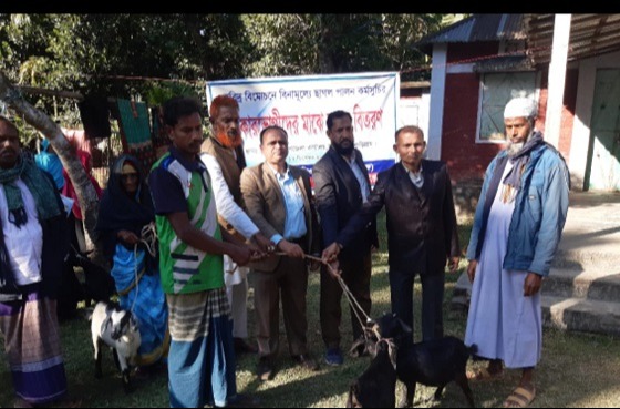 ভূরুঙ্গামারীতে বিনামূল্যে ছাগল বিতরণ