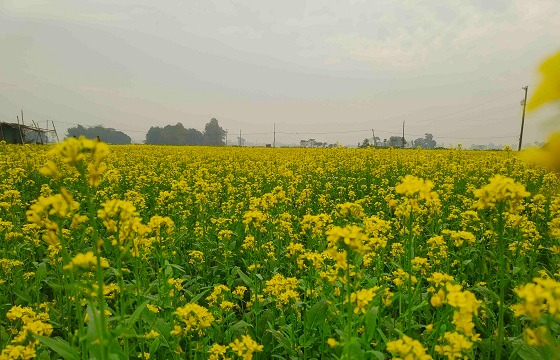 সাটুরিয়ায় বিনা চাষে সরিষার আবাদে ঝুকছে