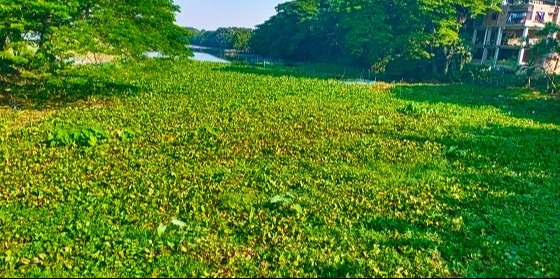 কালীগঞ্জের জলাশয় গুলো কচুরিপানা