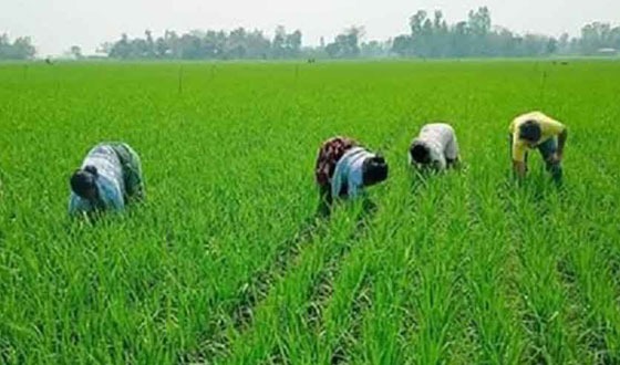 কাহারোলে বোরো ধানের জমিতে নারী কৃষি শ্রমিক কাজ করছেন