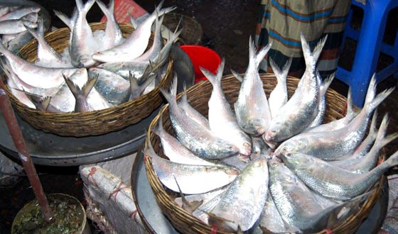 বরিশালের পাইকারী মোকামে ইলিশের আকাল