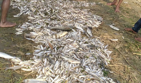 বকশীগঞ্জে বিষ প্রয়োগে প্রজেক্টের মাছ নিধন, ১১ জনের বিরুদ্ধে থানায় অভিযোগ