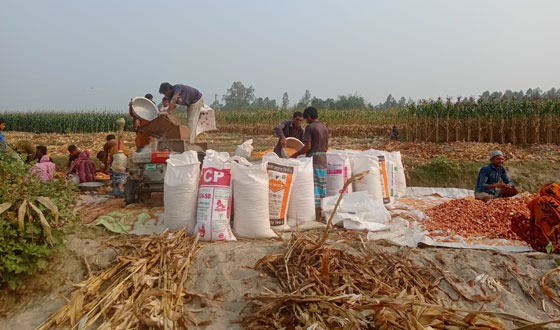 পীরগঞ্জের বালু চরে ভুট্টা কাটা মাড়াইয়ে ব্যাস্ত চাষিরা