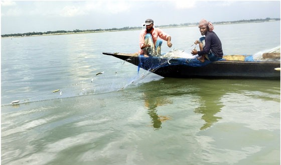 পদ্মায় দিনরাত চলছে অবাধে জাটকা নীধনের মহড়া