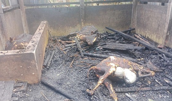 গোয়াল ঘরে আগুন লেগে শেষ কৃষাণীর স্বপ্ন