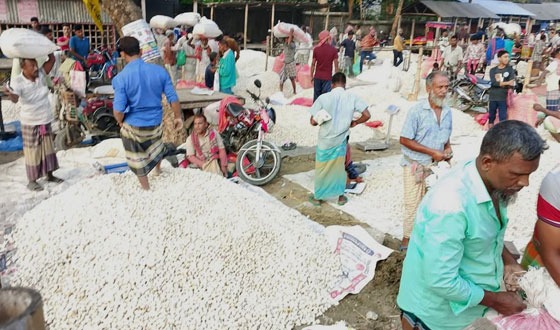 চাটমোহরে রসুনের বাম্পার ফলন,দামে খুশি কৃষক