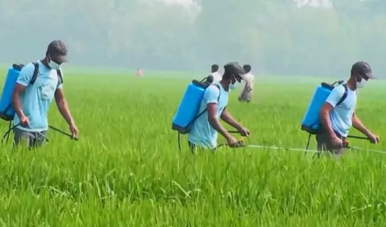 শেরপুরে বাণিজ্যিকভাবে হাইব্রিড বীজ ধান উৎপাদন শুরু