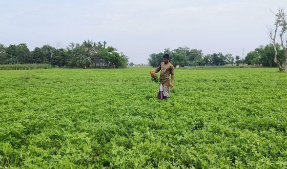 দুর্গাপুরে বাদামের আশানুরুপ ফলন কৃষকের মুখে হাসি