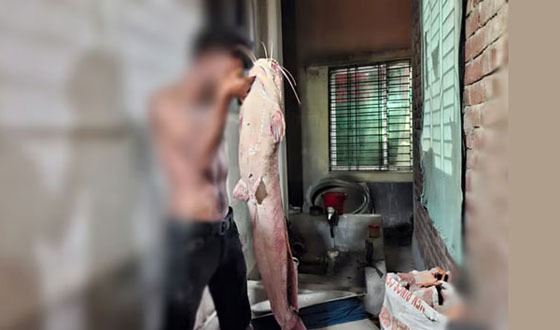 সাগরপাড়ার ড্রেনে ফেলা বড়শিতে মিলল সাড়ে ১৭ কেজি ওজনের মাগুর মাছ