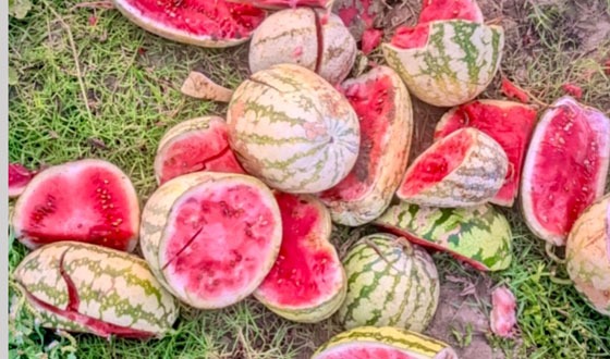 আশাশুনিতে লক্ষাধিক টাকার তরমুজ কেটে নষ্ট করলো দুর্বৃত্তরা