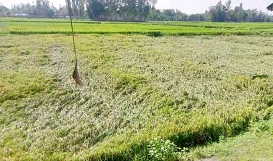 হাসি নেই কৃষকের মুখে