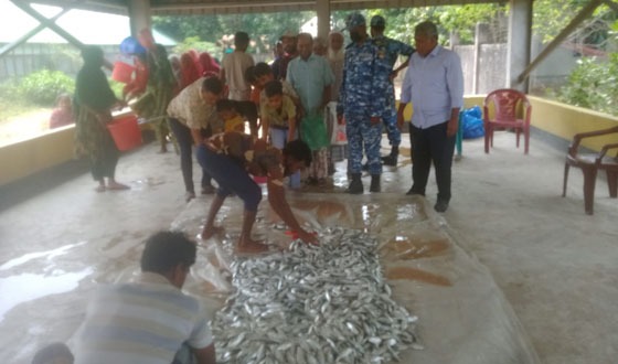 মেঘনা নদীতে ট্রলারযোগে পাচারকালে ৫শ' কেজি জাটকা ইলিশ জব্দ