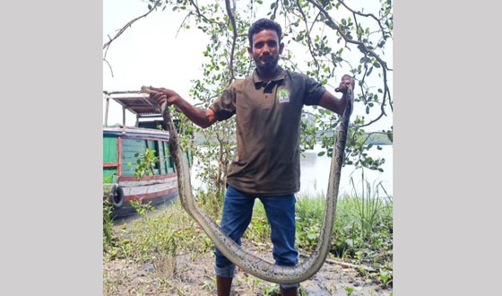 শরণখোলার লোকালয়ে উদ্ধার অজগর সুন্দরবনে অবমুক্ত