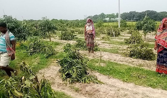 সাপাহারে বাগানের আম গাছ কেটে ফেলার অভিযোগ