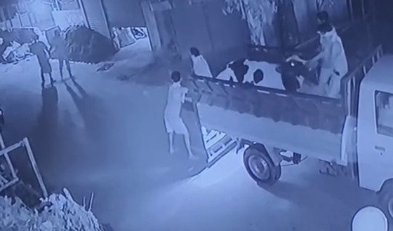 সেনবাগে ব্যবসায়ীর ১০ লাখ টাকার গরু চুরি