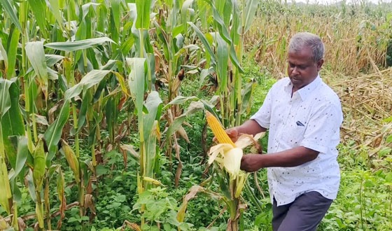 দুর্গাপুরে ভুট্টাচাষ অধীক লাভে খুশি কৃষক