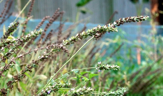 শেরপুরে প্রথমবারেরমতো চাষ হচ্ছে ‘চিয়া সিড’