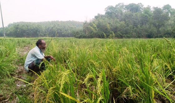 গারো পাহাড় এলাকায় বন্যহাতির তাণ্ডব, বোরো ফসল বিনষ্ট