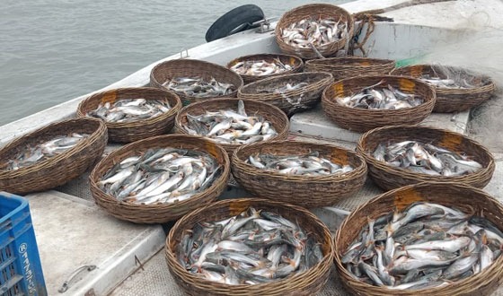 ১৫ ঝুড়ি পাঙ্গাসের পোনা জব্দ