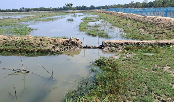 মোরেলগঞ্জে দলীয় প্রভাবে ঘের দখলের চেষ্টা
