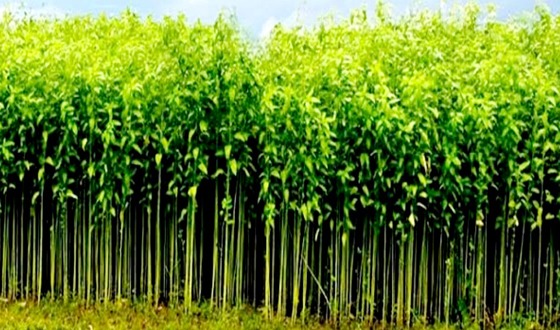 সৈয়দপুরে প্রতিবছর কমছে সোনালী আঁশ পাটের আবাদ