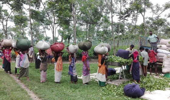 চলতি বছর বাম্পার চা উৎপাদনের সম্ভাবনা