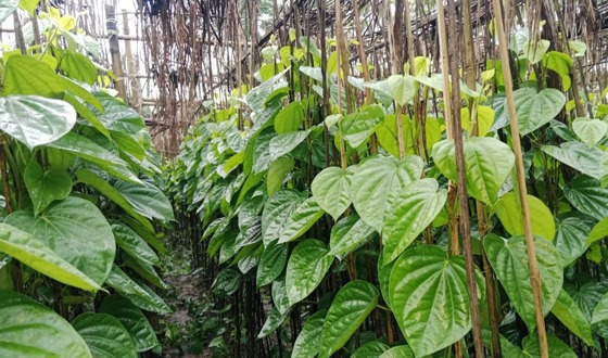 হোসেনপুরে পানের বাজারে ধস, লোকসানের শঙ্কায় চাষীরা