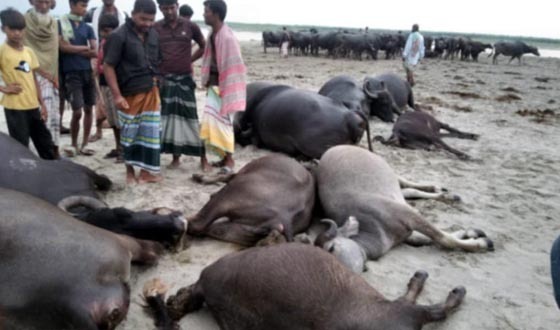 চিলমারী বজ্রপাতে ১১ টি মহিষের মৃত্যু, ২০ লক্ষাধিক টাকার ক্ষতি