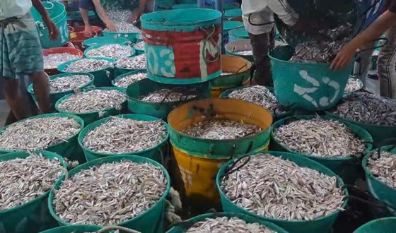 তিন মাস বন্ধ থাকার পর কাপ্তাই হ্রদে মাছ আহরণ শুরু, বিএফডিসি ঘাটে কর্মচাঞ্চল্য