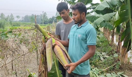 তরুণ উদ্যোক্তার স্বপ্নে দুর্বৃত্তের হানা, হতাশায় ডুবেছে স্বপ্ন