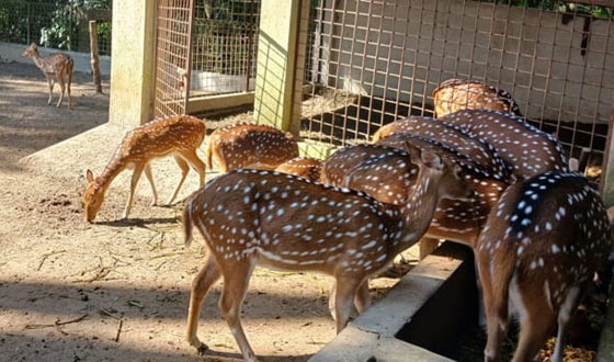 দুর্গাসাগর খাঁচা থেকে হরিণ উধাও, নিরাপত্তা ঘাটতিতে উদ্বেগ