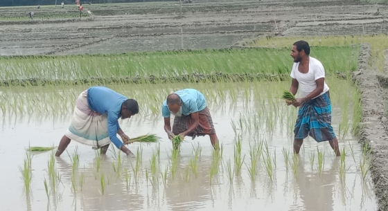 কৃষকেরা আমন চারা রোপন করছেন