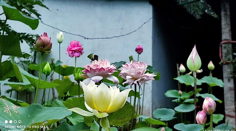 বর্ণিল পদ্মের রাজ্য: শখের বাগান থেকে বাণিজ্যিক স্বপ্নের ফুল