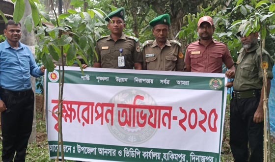 হাকিমপুরে আনসার ভিডিপির বৃক্ষ রোপণ কর্মসূচি