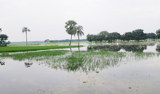 শার্শায় নদীর উজানে তলিয়ে গেছে শতাধিক একর জমির ফসল
