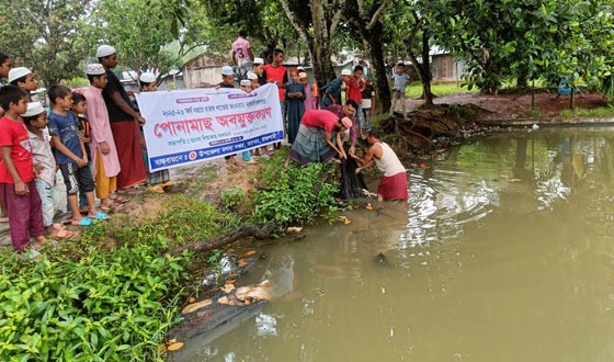 তানোরে বিল কুমারী বিলসহ পুকুরে মাছের পোনা অবমুক্ত করণ