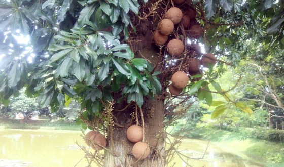 শ্রীমঙ্গলে বিরল নাগলিঙ্গম গাছ: ঔষধি গুনের এ গাছ এখন ফলে ভরপুর