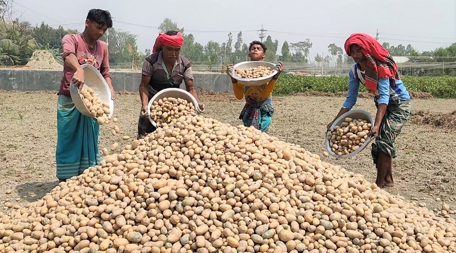 লোকসানে পঙ্গু হয়ে পড়ছে আলু চাষীরা