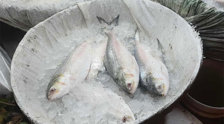 সরবরাহ বাড়লেও রাজধানীতে ইলিশের দাম কেজিপ্রতি ২ হাজার টাকার বেশি